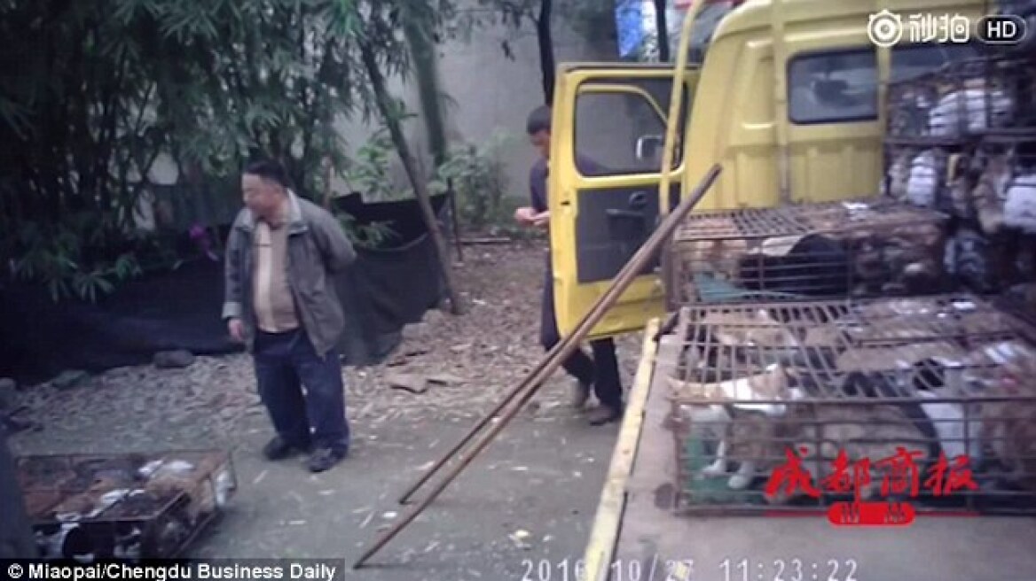 Απίστευτη θηριωδία στην Κίνα: «Φιλόζωος» έσφαζε και πουλούσε γάτες σε εστιατόρια